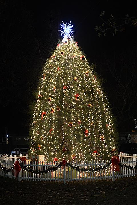 2013 Christmas Tree at night