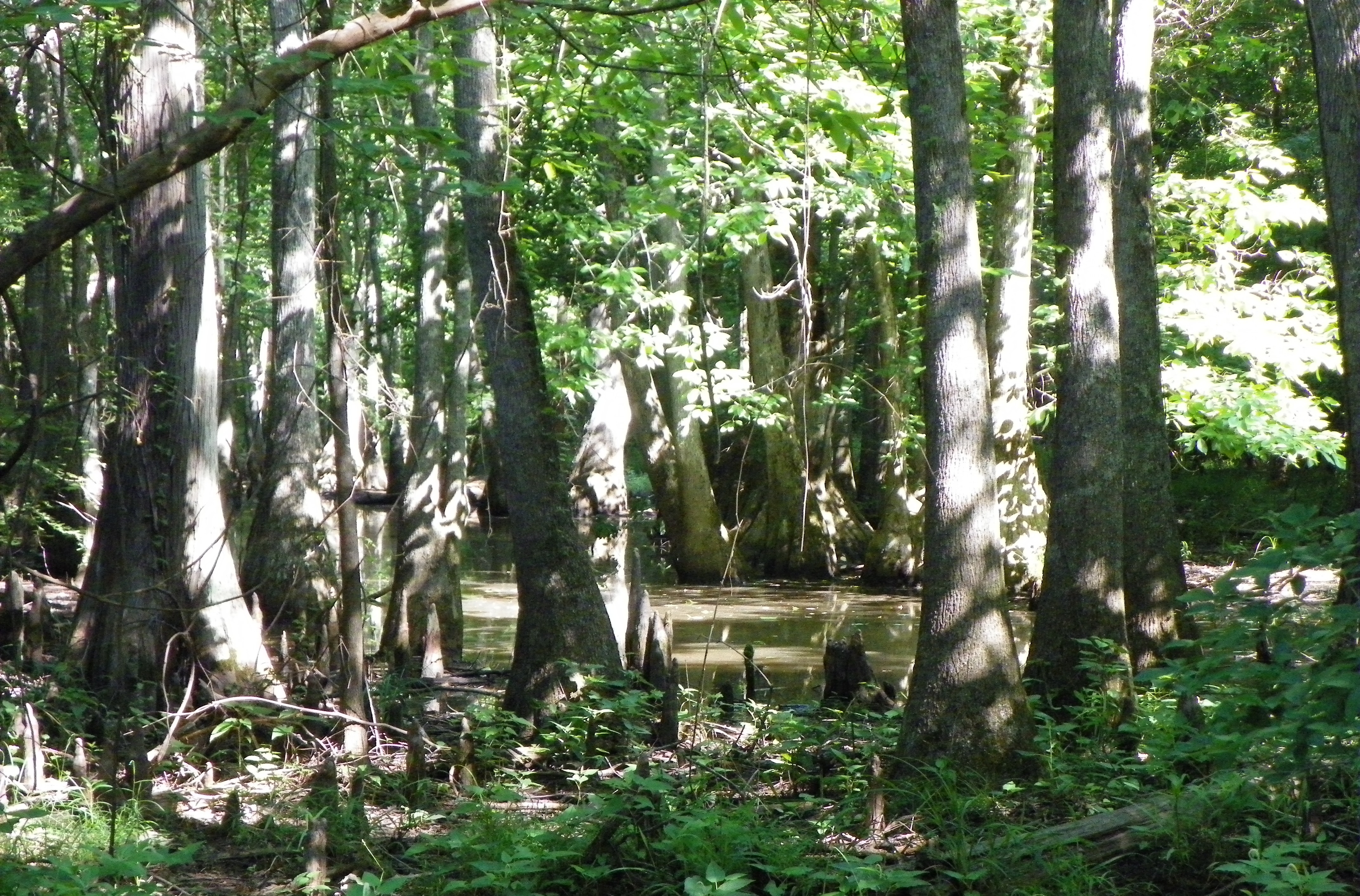 Primative Trail 2012 010